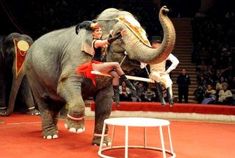 У Парижі заборонили пересувні цирки з дикими тваринами