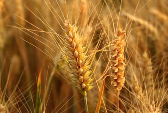З України експортували 12,8 млн тонн пшениці