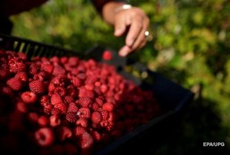 Украина - в семерке мировых экспортеров малины