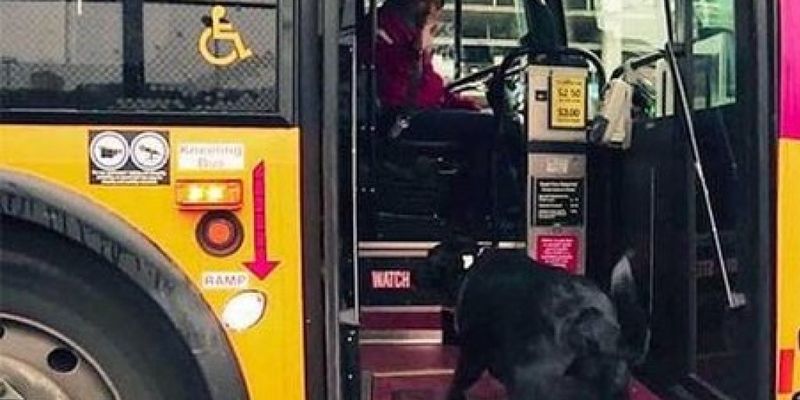 «Сама себя выгуливает»: Собака ежедневно садится в автобус и едет в парк, чтобы погулять