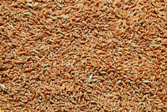 Імпортери збільшили обсяги закупівлі української пшениці