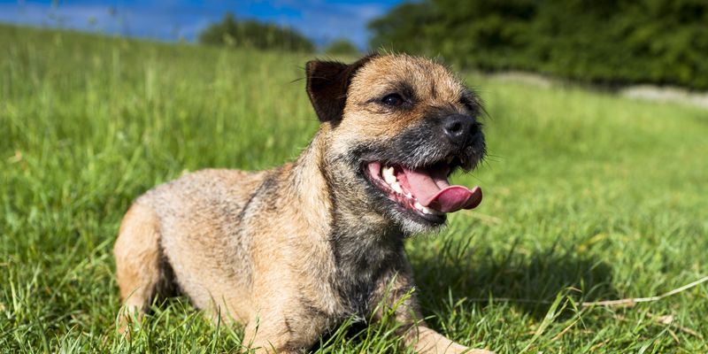 Британка нашла собаку, украденную у нее 12 лет назад