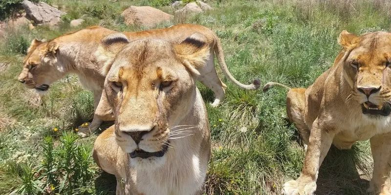 Зоозахисники показали диких тварин, яких врятували із приватних звіринців
