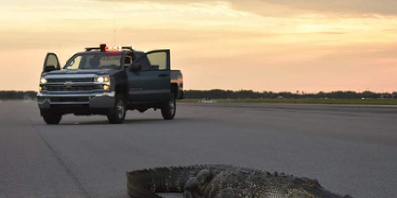 В США аллигатор забрел на военно-воздушную базу