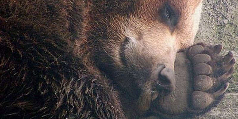 В Японії три ведмеді влаштувалися на зимівлю у поліклініці