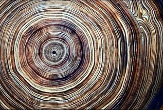 Древние летописцы: сколько информации хранят в себе деревья и чем полезно считать годичные кольца