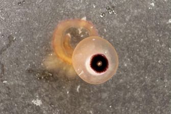 На пляже Техаса нашли таинственные существа: они похожи на глазные яблоки