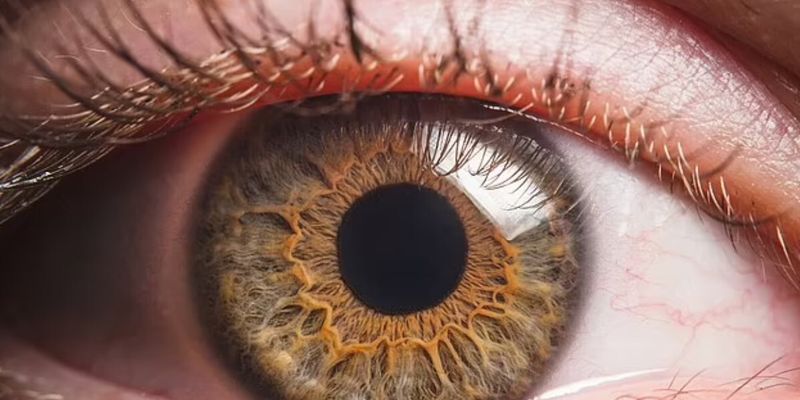 Проникают из кишечника и слепят нас: ученые выяснили, что за потерей зрения стоят бактерии