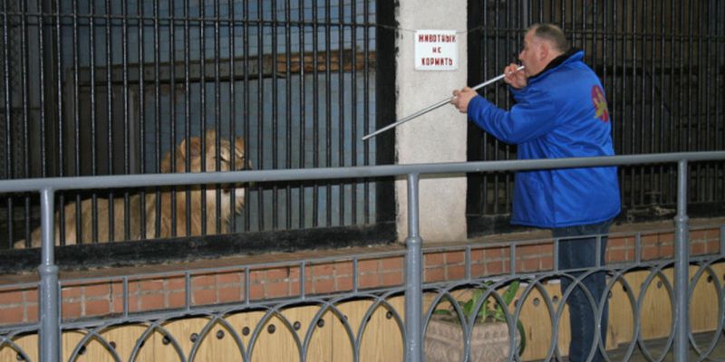 Николаевских львов Симбу, Гермиону и Илану передали реабилитационному центру в ЮАР