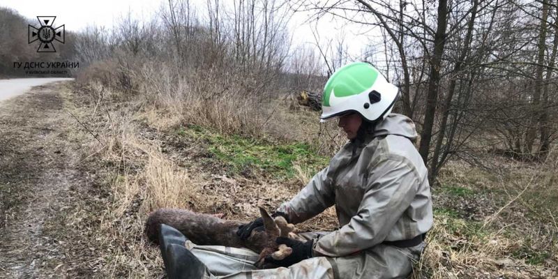 На Киевщине спасли из озера раненого олененка