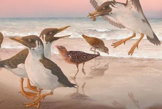Вестник хаоса. Птица, жившая 66 млн лет назад, перечеркнула все, что мы знали об эволюции пернатых