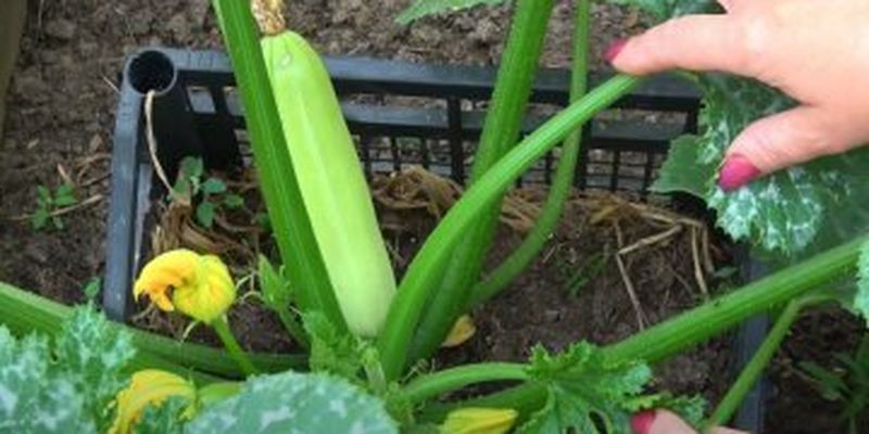 Как правильно сажать кабачки: секреты щедрого урожая