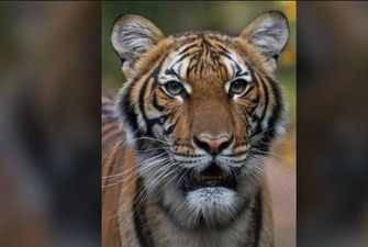 Тигриця у зоопарку Нью-Йорка заразилася коронавірусом від людини