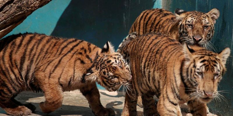 На Киевщине показали трех маленьких тигрят, их мать пережила оккупацию