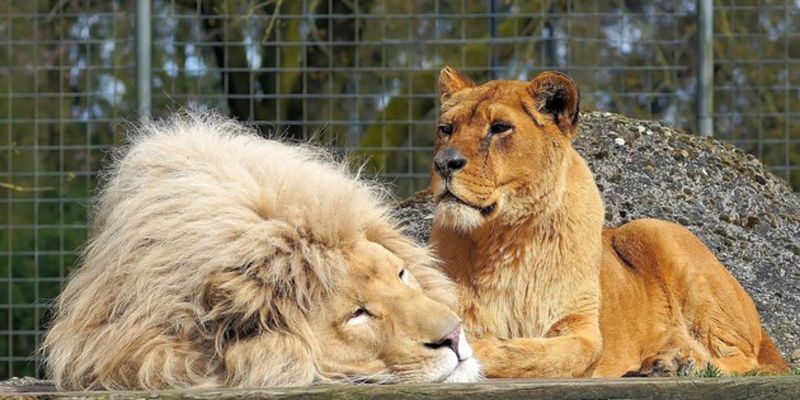 Пять львов из Бердянского зоопарка улетели в Африку: видео