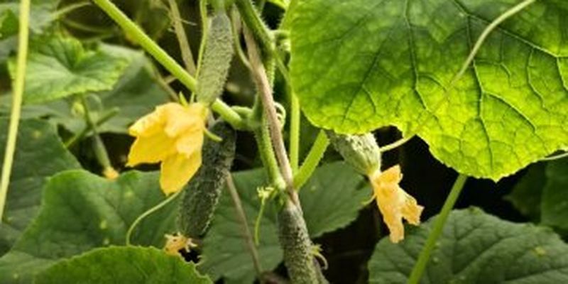 Як збільшити і пришвидшити урожай огірків: розкрито спосіб, який не підведе