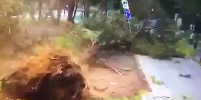 Ураган в Москве вырывал деревья с корнем и сносил крыши: на Украинском бульваре не обошлось без жертвы