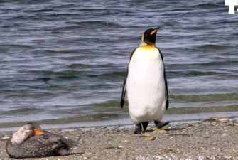 Забавная реакция пингвина на утку насмешила Сеть