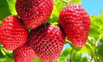 Капризная ягодка: чем подкормить клубнику перед цветением для щедрого урожая