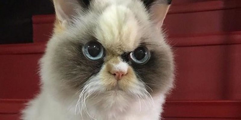 Любители мемов отыскали нового самого угрюмого кота - это не Grumpy Cat, но взгляд у него еще тот/По словам хозяйки кота, Мяу-Мяу только выглядит таким злобным