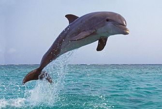 Культурные млекопитающие. Ученые выяснили, какую музыку любят слушать дельфины