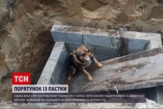 У Рівненській області собака впав у яму, бідолашного з пастки рятували надзвичайники: відео
