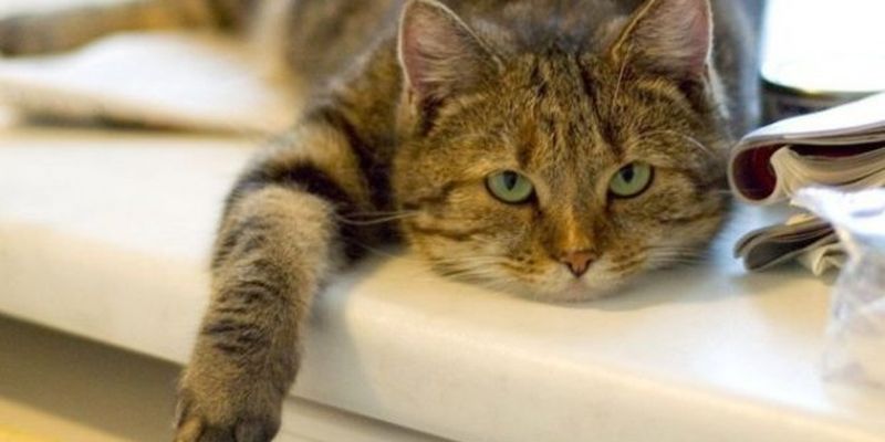 Домашние коты могут быть опасны для человека: названа причина