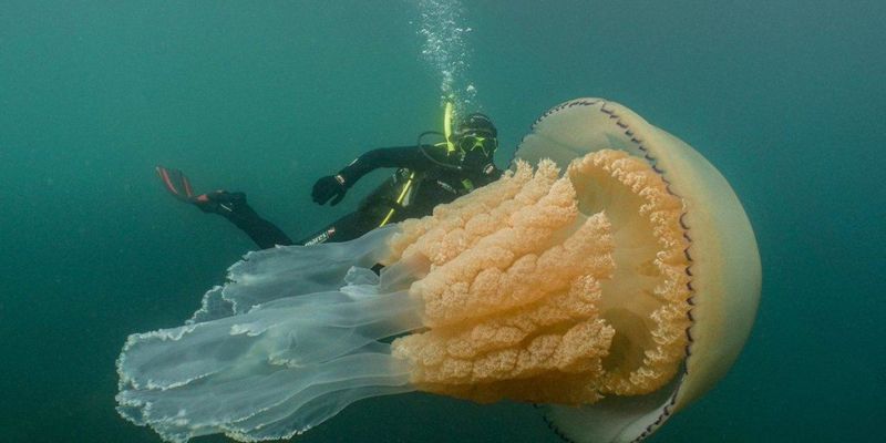 Крупнее человека: в Англии дайверы нашли аномально большую бочковую медузу