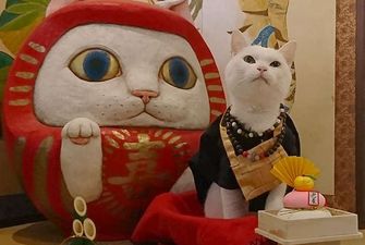 В Японии есть настоящий кошачий храм, чьи монахи легко обратят вас в свою веру