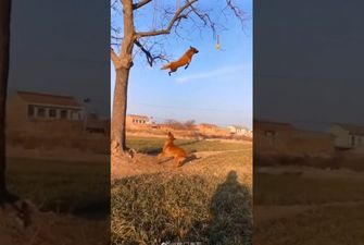 Собаки, которые учились летать, прыгая с дерева, стали звездами Сети