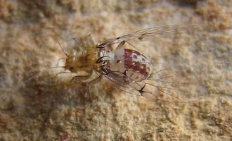 Перевернутый мир. Ученые поняли почему самки насекомых поменялись половыми органами с самцами