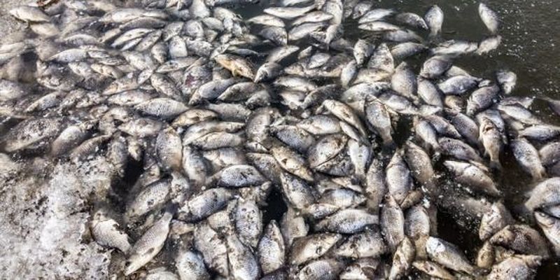 У Волинській області через брудну воду у річці масово загинула риба