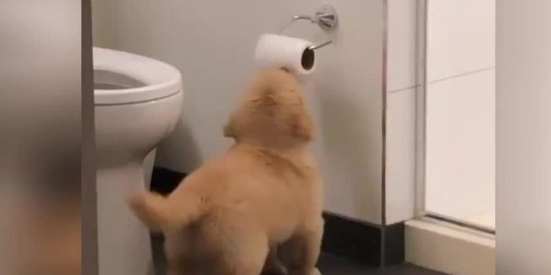 Самый милый бандит в мире: хозяйка поймала щенка за кражей туалетной бумаги