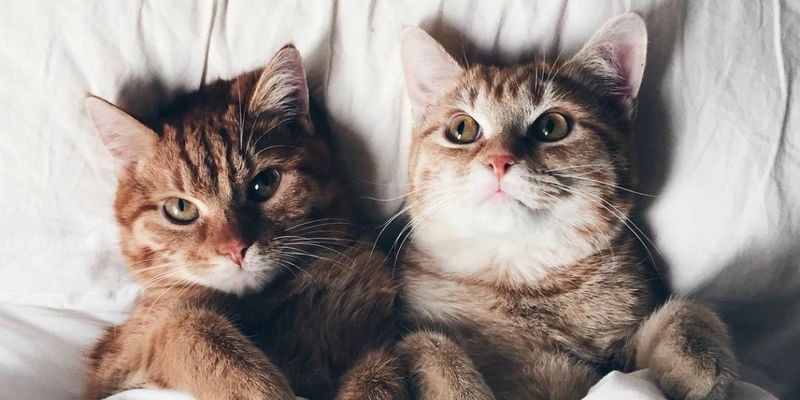 «Это любовь»: Влюбленные коты показали нежность друг к другу и умилили Сеть