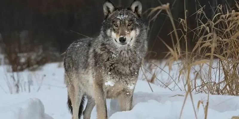 Опасны ли расплодившиеся из-за войны волки – мнения зоологов и охотников