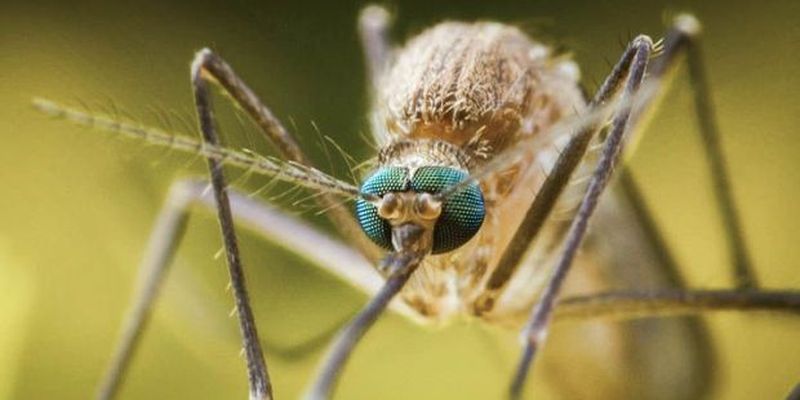 На Рівненщині виявлено тропічну малярію