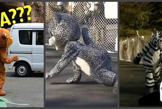 Спасательные учения в Токийском зоопарке, которые столь нелепы, что даже животные не скрывают своей реакции