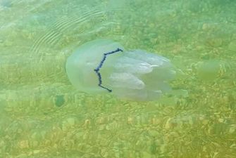 Пляжи на Азовском море атакуют огромные медузы: опасно ли это