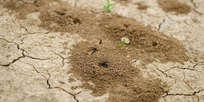 Боротьба зі шкідниками на дачі: ефективні засоби від мурах