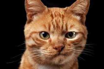 Нейросеть генерирует снимки котов, неотличимых от настоящих