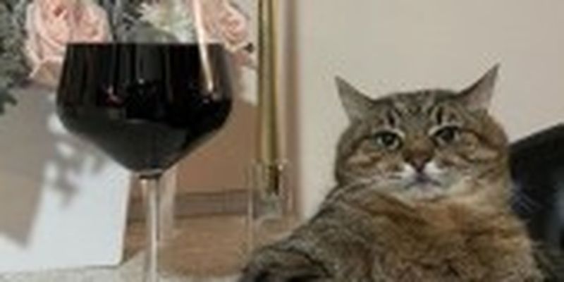 Став світовою зіркою: харківський кіт Степан потрапив в Instagram Брітні Спірс