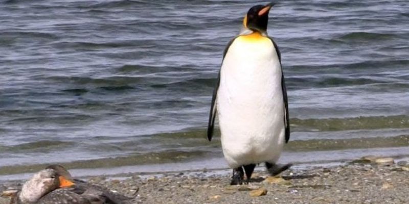 Забавная реакция пингвина на утку насмешила Сеть