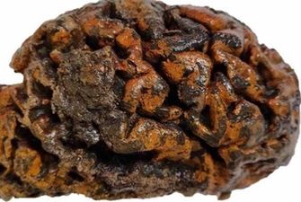 Это может привести к революции в науке: ученые нашли человеческие мозги старше 10 тысяч лет, фото