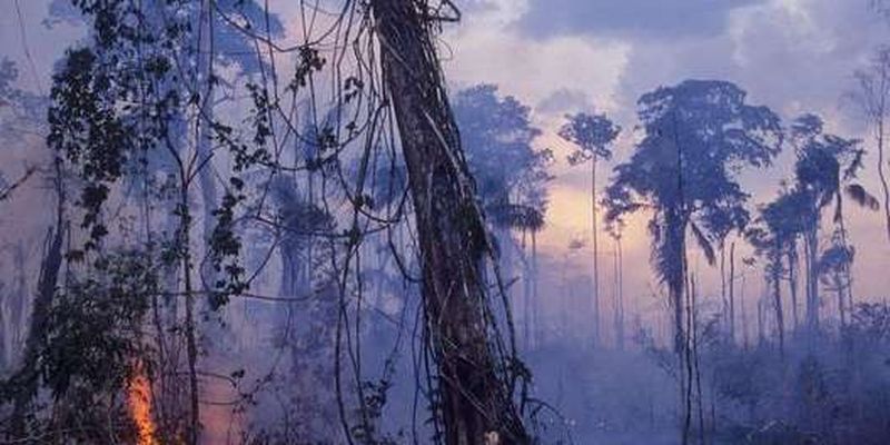 В Амазонському дощовому лісі цього року зареєстрували рекордну кількість пожеж