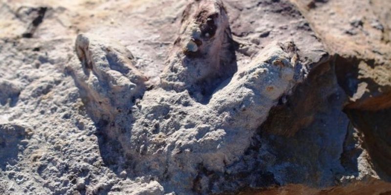 Геологи нашли сотни отпечатков лап динозавров в Польше