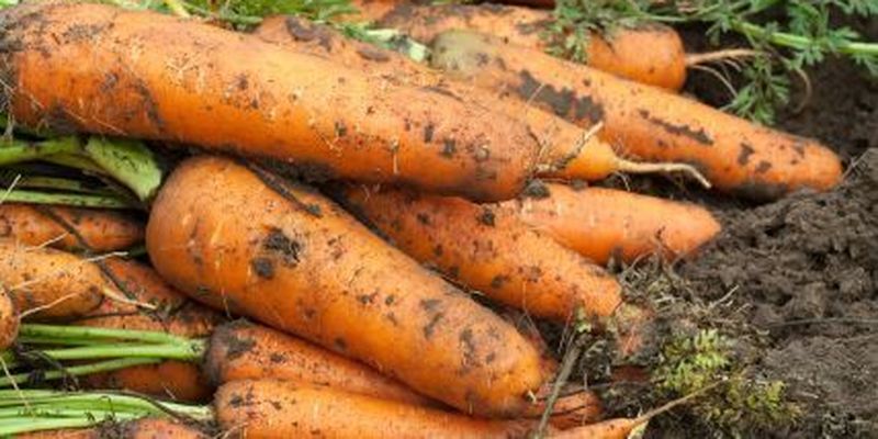 2 ложки цього підживлення – і морква швидко піде в ріст: зберете втричі більший урожай