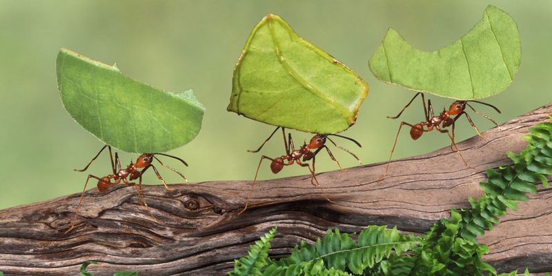 Ученые посчитали количество муравьев на Земле. Цифра впечатляет