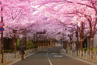 В Японии за 600 лет рекордно рано зацвела сакура