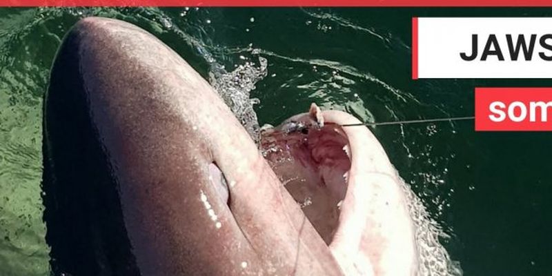 Женщина поймала на удочку пятиметровую акулу весом более полутонны