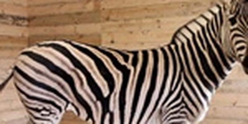 В харьковском экопарке нашли замену сбежавшей зебре